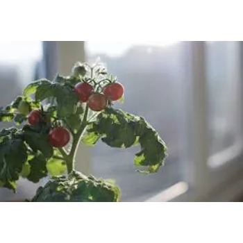 Juicy Tomato Plant